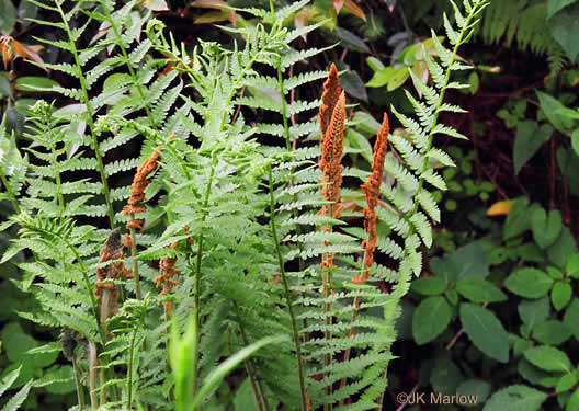 image of Osmundastrum cinnamomeum, Cinnamon Fern