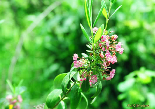 image of Kalmia carolina, Southern Sheepkill, Carolina Wicky, Carolina Sheep Laurel, Carolina Bog Myrtle