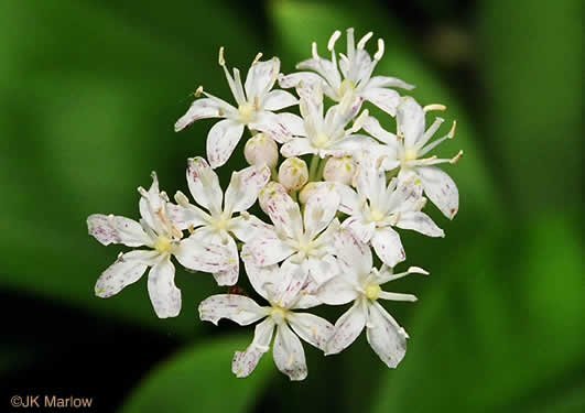 image of Clintonia umbellulata, Speckled Wood-lily, White Clintonia