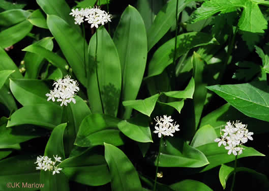 image of Clintonia umbellulata, Speckled Wood-lily, White Clintonia