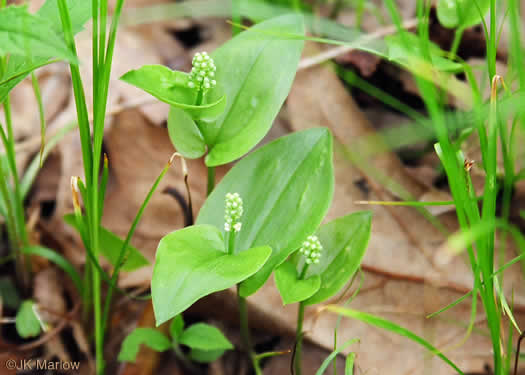 image of Maianthemum canadense, Canada Mayflower, "False Lily-of-the-valley", "Wild Lily-of-the-valley"