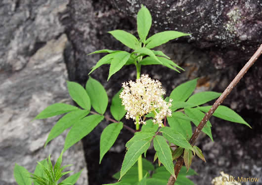 image of Sambucus racemosa var. pubens, Eastern Red Elderberry, Red-berried Elder