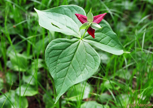 image of Trillium erectum, Red Trillium, Purple Trillium, Stinking Willie, Stinking Benjamin