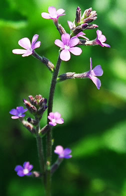 image of Buchnera floridana, Savanna Bluehearts, Florida Bluehearts, Buchnera