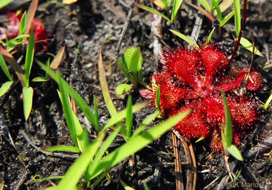 image of Drosera capillaris, Pink Sundew, Bog Sundew