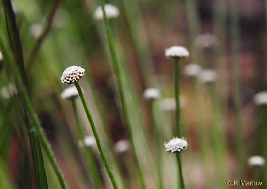 image of Lachnocaulon anceps, Common Bogbuttons, Savanna Bogbuttons, Whitehead Bogbutton