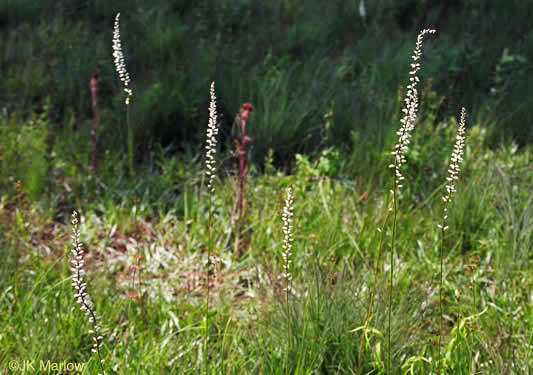 image of Aletris farinosa, Northern White Colicroot, Mealy Colicroot, Stargrass