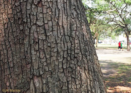 image of Quercus virginiana, Live Oak, Southern Live Oak