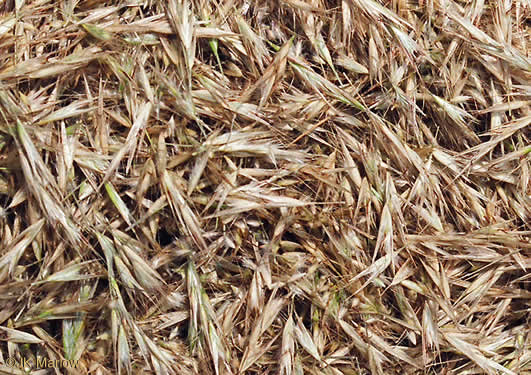 image of Danthonia sericea, Silky Oatgrass, Downy Oatgrass, Downy Danthonia