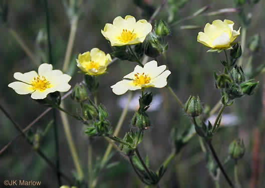 image of Potentilla recta, Rough-fruited Cinquefoil, Sulphur Cinquefoil, Sulphur Five-fingers