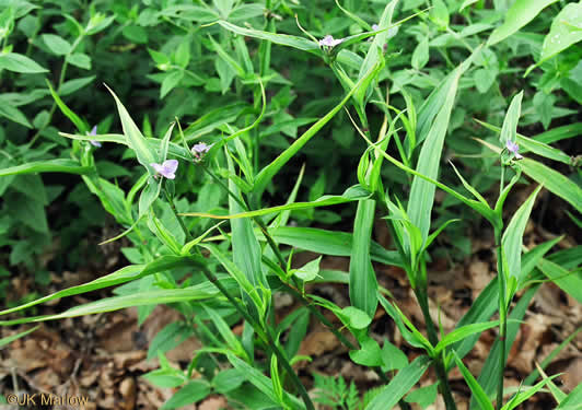 image of Tradescantia subaspera, Zigzag Spiderwort, Wide-leaved Spiderwort