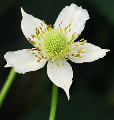 image of Anemone virginiana var. virginiana, Thimbleweed, Tall Thimbleweed, Tall Anemone