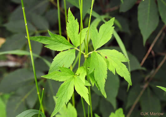 image of Anemone virginiana var. virginiana, Thimbleweed, Tall Thimbleweed, Tall Anemone