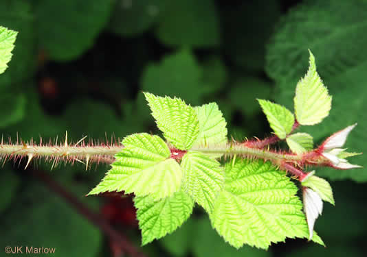 image of Rubus phoenicolasius, Wineberry, Wine Raspberry