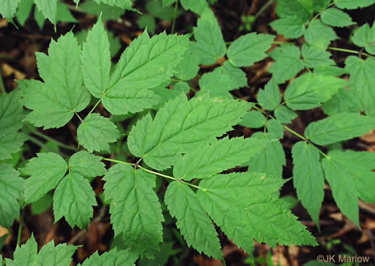 image of Actaea racemosa, Common Black Cohosh, Early Black Cohosh, Black Snakeroot, black bugbane