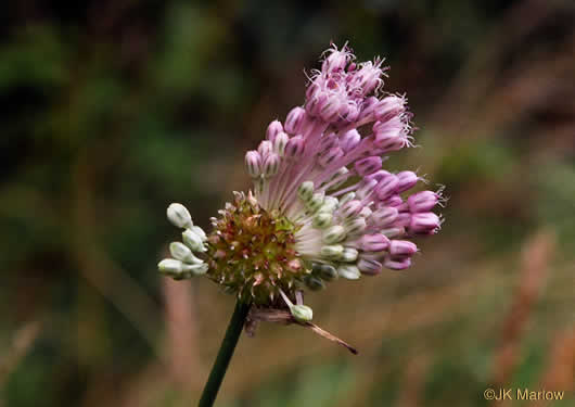 image of Allium vineale, Field Garlic, Wild Onion, Onion-grass, Crow Garlic