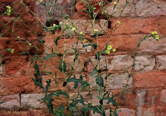 image of Lactuca serriola, Prickly Lettuce