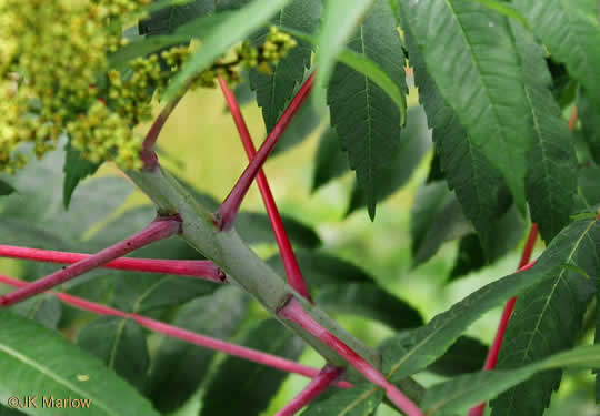 image of Rhus glabra, Smooth Sumac, Common Sumac