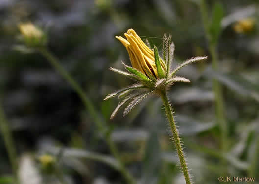 image of Rudbeckia hirta var. hirta, Woodland Black-eyed Susan