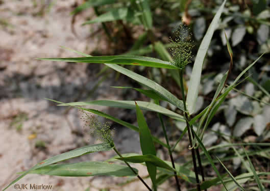 image of Dichanthelium polyanthes, Many-flowered Witchgrass, Small-fruited Witchgrass, Roundseed Witchgrass