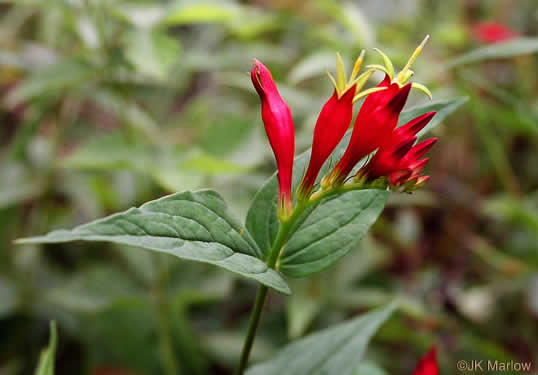 image of Spigelia marilandica, Indian-pink, Woodland Pinkroot, Wormgrass