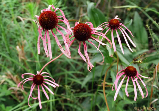 Smooth Coneflower