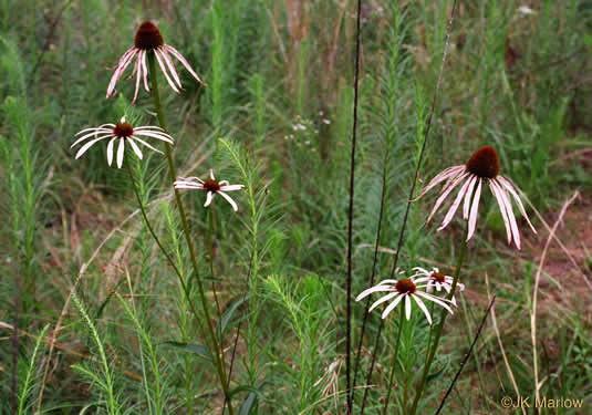 image of Echinacea laevigata, Smooth Coneflower, Smooth Purple Coneflower