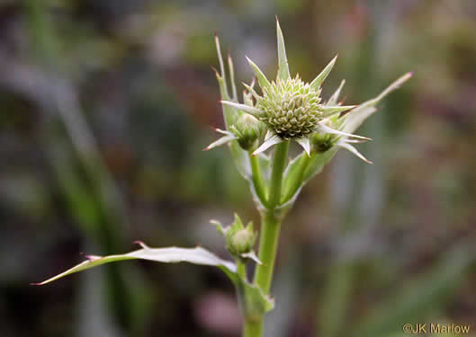 image of Eryngium yuccifolium var. yuccifolium, Northern Rattlesnake-master, Button Snakeroot