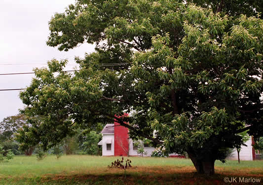 image of Castanea mollissima, Chinese Chestnut