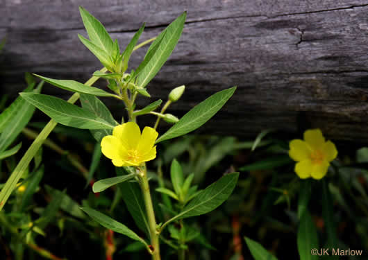 image of Ludwigia grandiflora, Showy Water-primrose, Large-flower Water-primrose