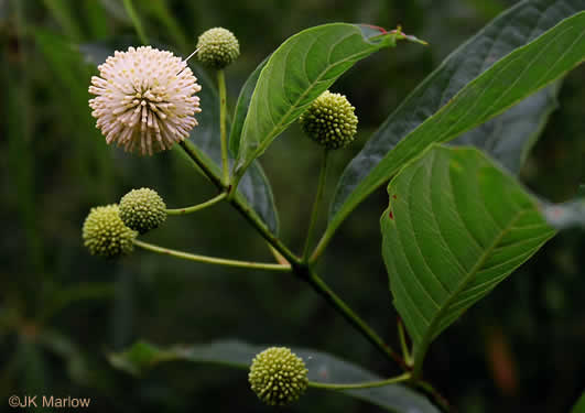 image of Cephalanthus occidentalis, Buttonbush