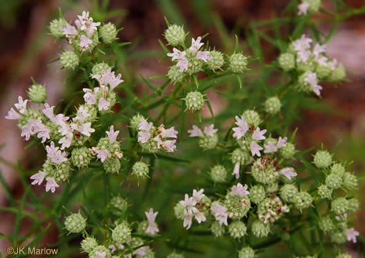 image of Pycnanthemum tenuifolium, Narrowleaf Mountain-mint, Slender Mountain-mint, Savanna Mountain-mint