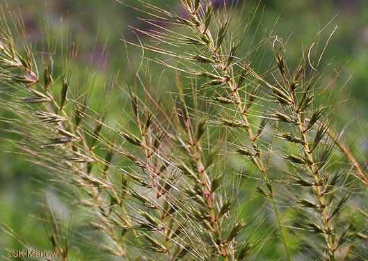 image of Elymus hystrix var. hystrix, Common Bottlebrush Grass, Eastern Bottlebrush-grass