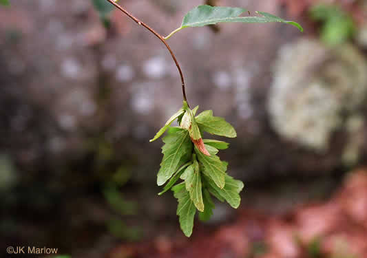 image of Carpinus caroliniana +, Musclewood, American Hornbeam, Blue-beech, Ironwood