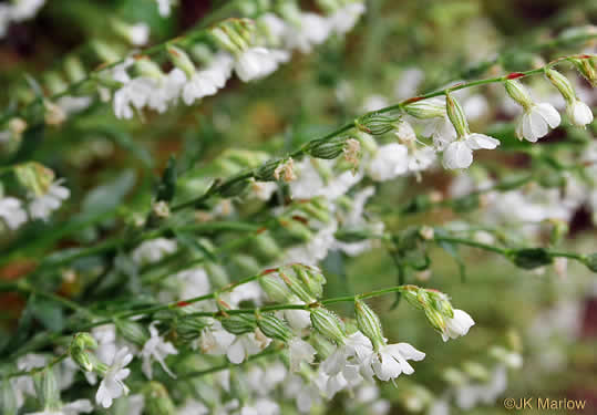 image of Silene dichotoma ssp. dichotoma, Forked Catchfly