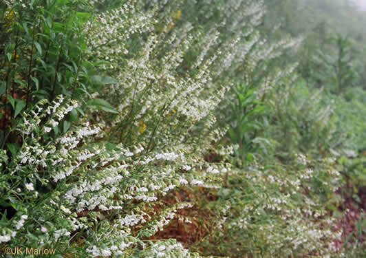 image of Silene dichotoma ssp. dichotoma, Forked Catchfly