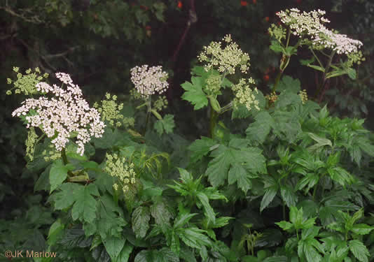 image of Heracleum maximum, Cow-parsnip, American Hogweed, Masterwort