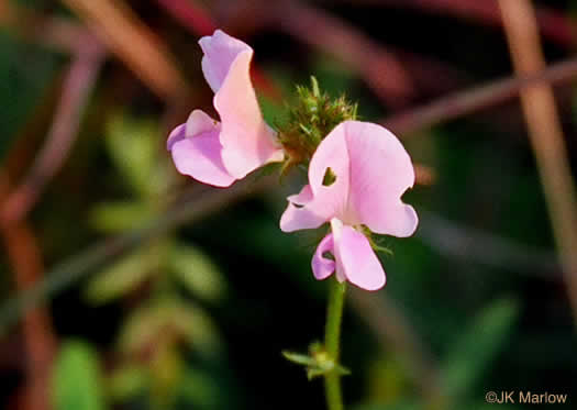 image of Tephrosia spicata, Spiked Hoary-pea, Brown-hair Tephrosia, Tawny Goat's Rue