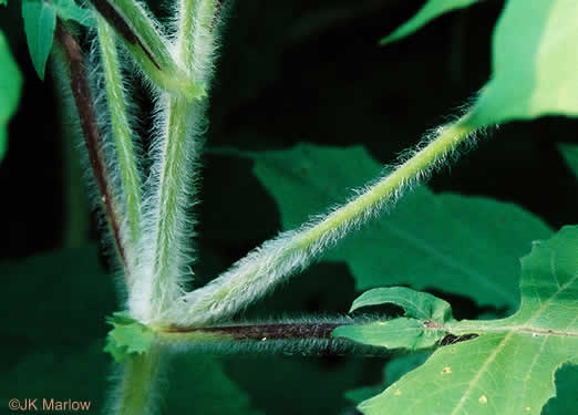 image of Polymnia canadensis, White-flowered Leafcup, Small-flowered Leafcup