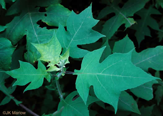 image of Polymnia canadensis, White-flowered Leafcup, Small-flowered Leafcup