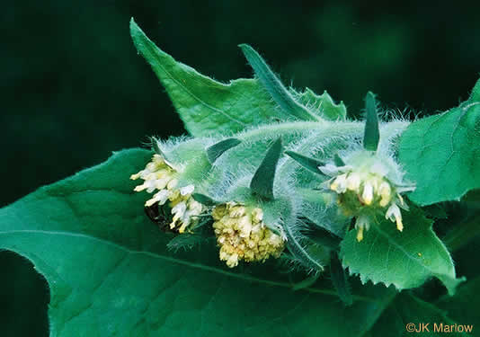 image of Polymnia canadensis, White-flowered Leafcup, Small-flowered Leafcup