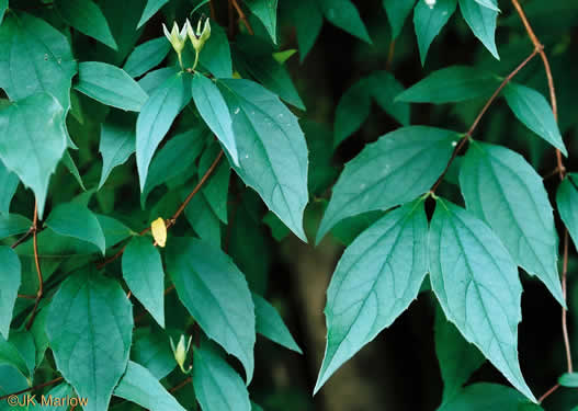 image of Philadelphus inodorus, Appalachian Mock-orange, Scentless Mock-orange