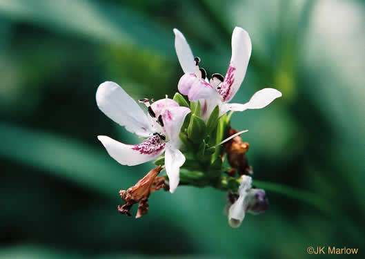 image of Justicia americana, American Water-willow