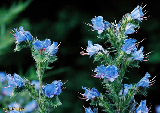 image of Echium vulgare, Viper's-bugloss, Blueweed