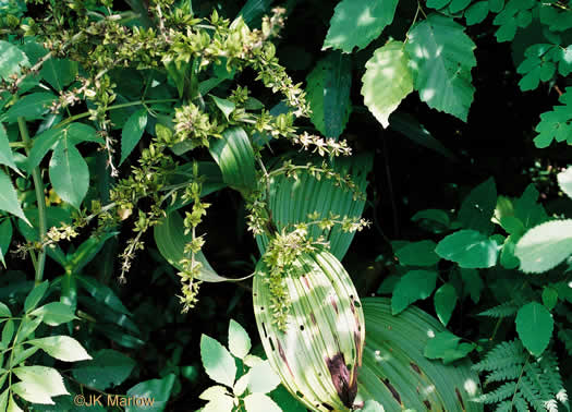 image of Veratrum viride, White-hellebore, Indian Poke, Green Hellebore, Cornhusk Lily