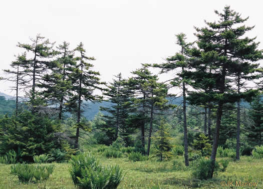 image of Picea rubens, Red Spruce, He Balsam