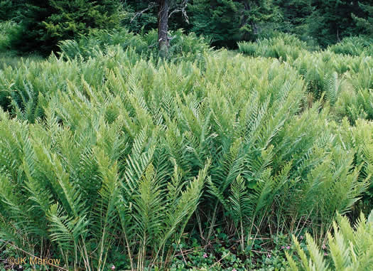 image of Osmundastrum cinnamomeum, Cinnamon Fern