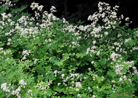 image of Thalictrum pubescens, Common Tall Meadowrue, King-of-the-meadow, Late Meadowrue