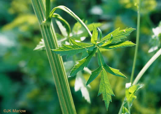 image of Pastinaca sativa, Parsnip