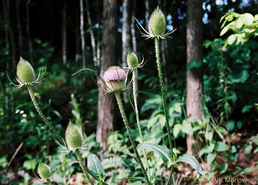 image of Dipsacus fullonum, Wild Teasel, Common Teasel